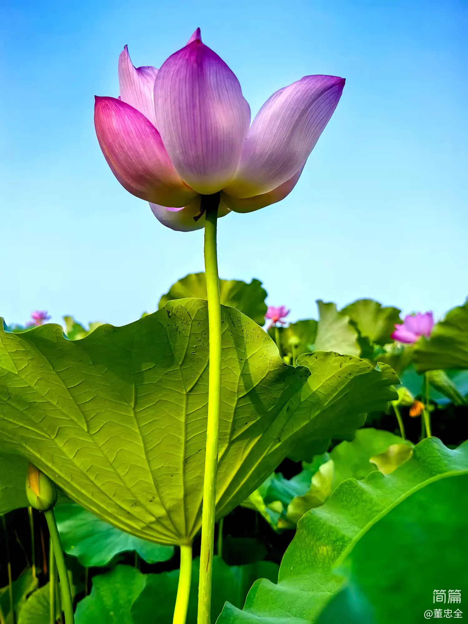 荷花颂