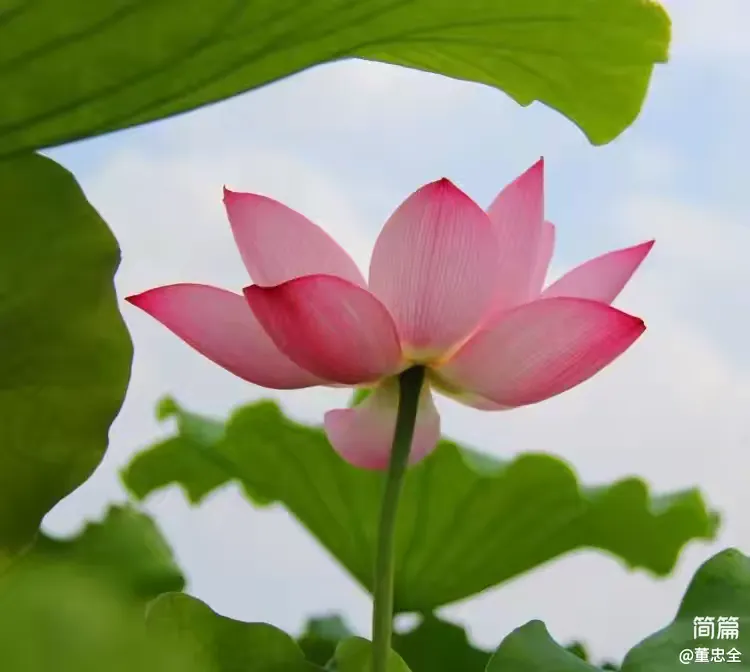 简篇-【散文诗】荷花颂 荷花颂