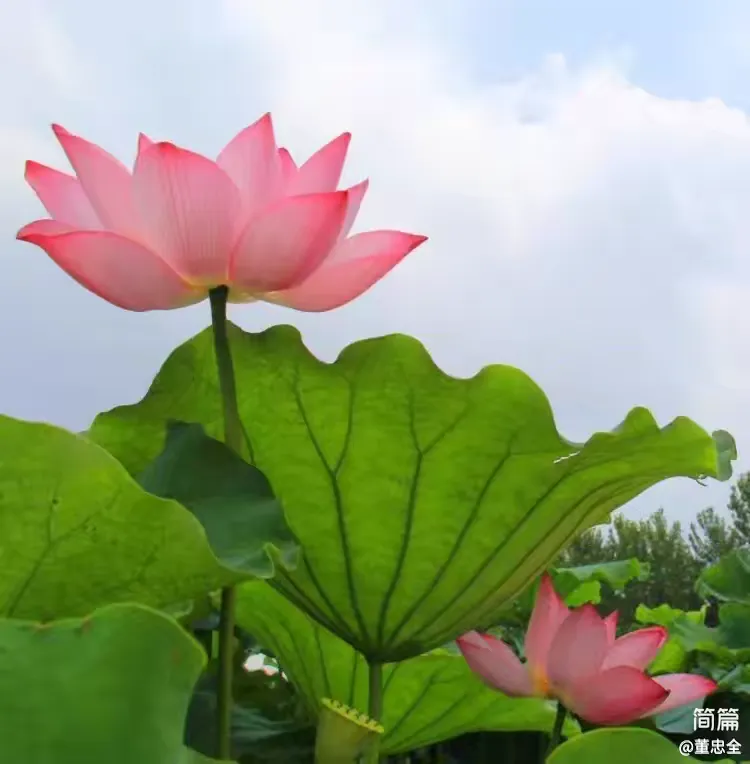 简篇-【散文诗】荷花颂 荷花颂