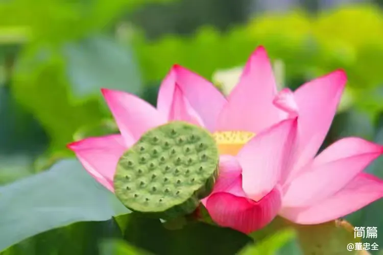 简篇-【散文诗】荷花颂 荷花颂