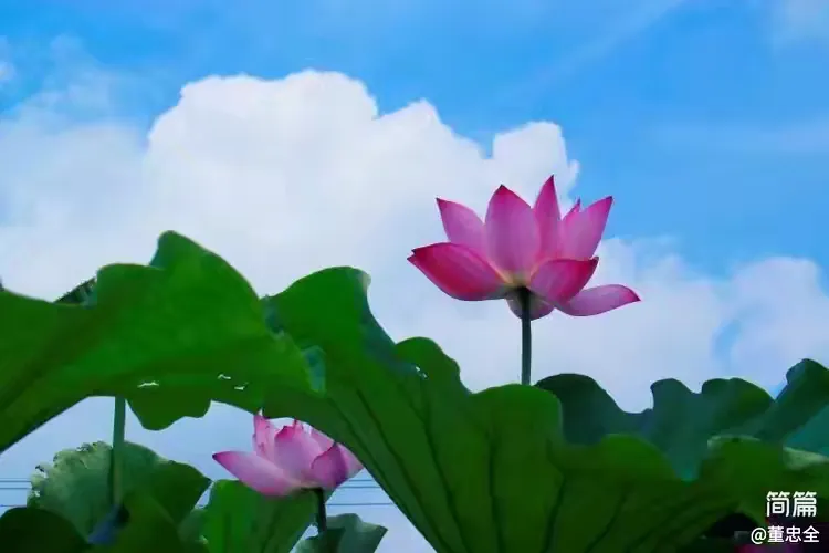 简篇-【散文诗】荷花颂 荷花颂