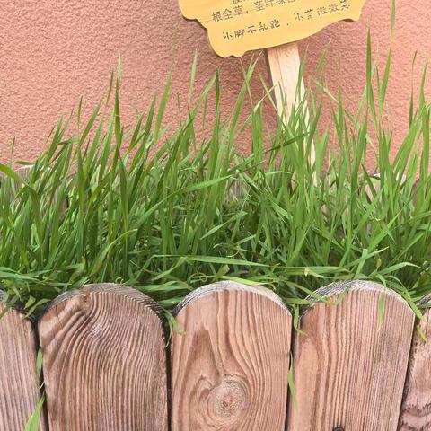 循梦而行，向阳而生 —— 二（1）向阳班第十一、十二周成长记