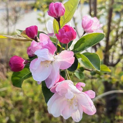 🌷留住春天🌸——中心店镇中心幼儿园中三班橡皮泥手工活动