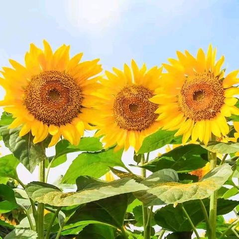 《墨彩华光》刘存惠写意花鸟画专题研究班第二个月教学课程内容圆满完成