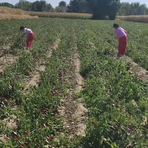 三年二班程芯怡综合实践活动