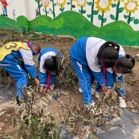 热爱劳动，热爱生活——甘沟中心小学劳动主题教育周记录