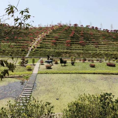 茶乡花海生态文化体验园座落在安化县，以当地优美的青山绿水为背景，以独有的安化黑茶文化、梅山文化为依托，走茶旅一体化发展道路，建设而成的一个茶旅文生态文化产业园