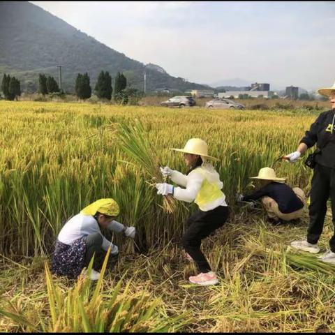 “春种一粒粟，秋收万颗子”当秋收遇上国庆节