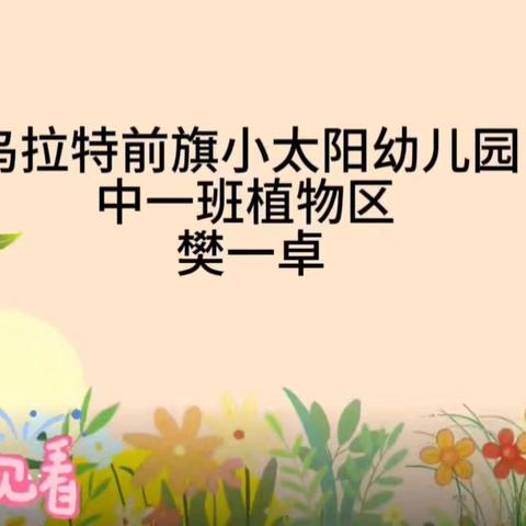 乌拉特前旗小太阳幼儿园 中一班   植物区 樊一卓