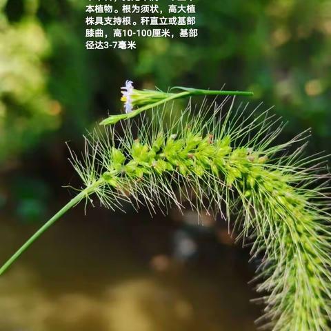 231240   肖振湘生物实践作业