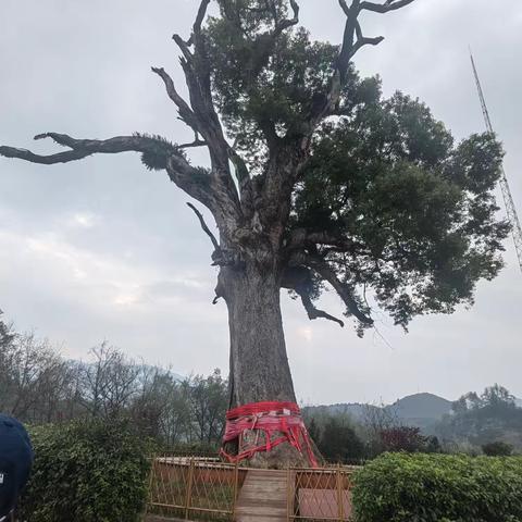 慈利溪口樟树村风景