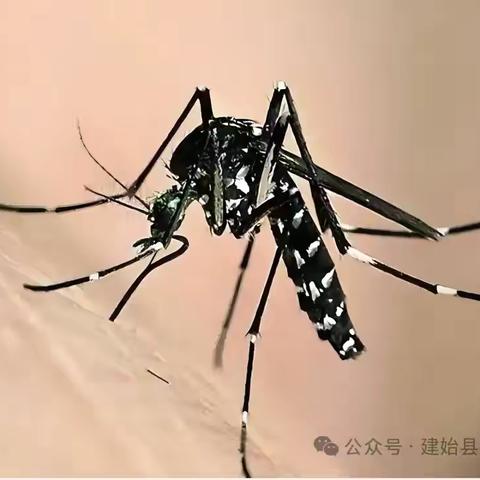 关于预防登革热和基孔肯雅热致家长的一封信