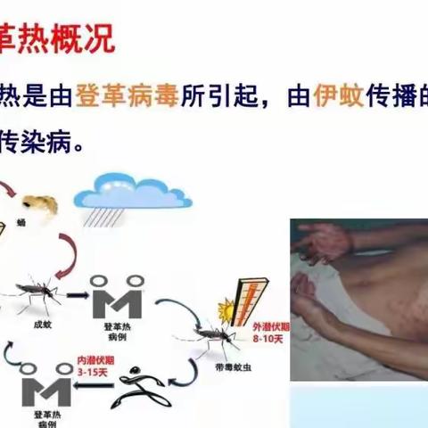 秋季校园疾病预防——控制登革热，预防红眼病