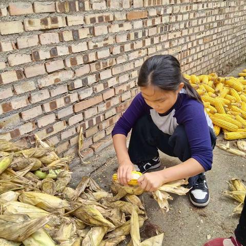 “庆丰收促和美”濮阳市华龙区实验小学，四（四）班的王紫茜，劳动实践活动