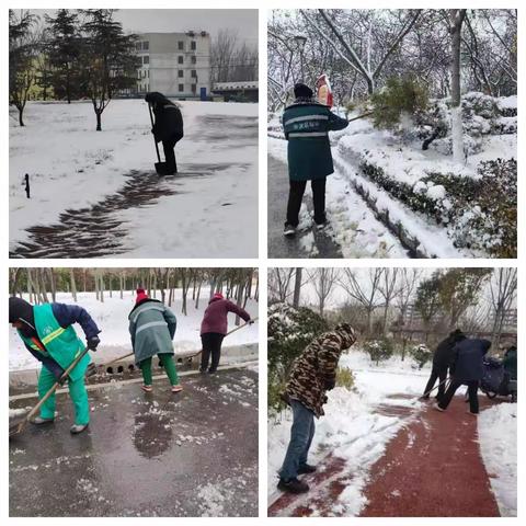 初雪过后，清雪护绿保安全