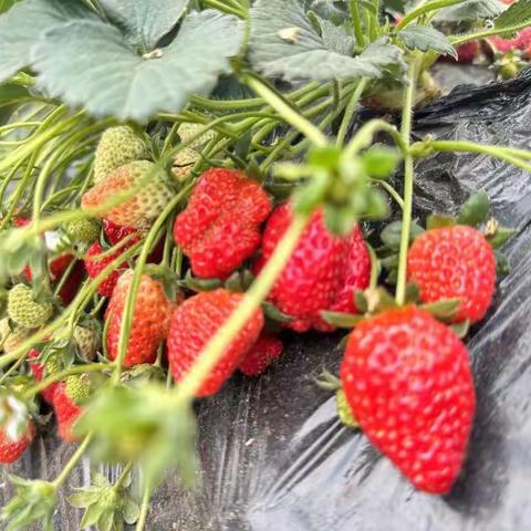 【向“莓”🍓好出发，悦享春日🌿时光】---新纪元幼儿园春游活动