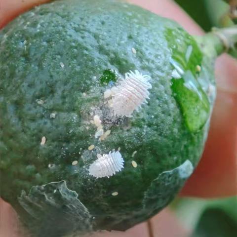 临济镇七月线上活动（二）农业技术小知识之柑橘管理篇