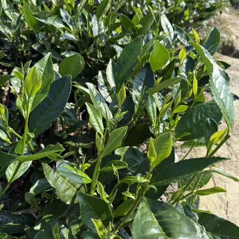 临济镇七月线上活动（一）农业技术小知识之茶园管理篇