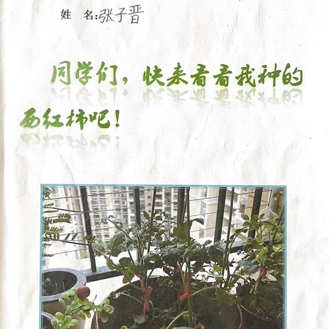 道法实践活动：植物种植与观察记录