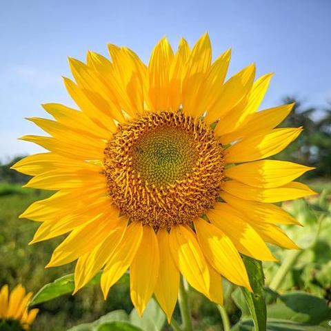 种下一粒种子，静待向阳花开// 侯王小学劳动实践基地向日葵播种活动纪实