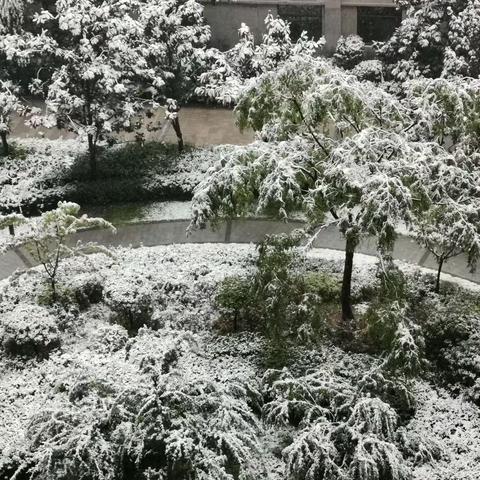 2023年第一场雪 “忽如一夜春风来，千树万树梨花开”