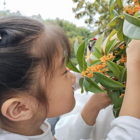 浓浓桂花香 暖暖秋日情