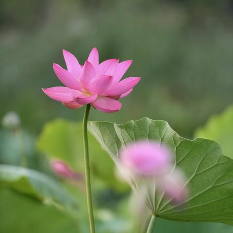 “荷荷”美美  好事“莲莲” 今年与摄友相约拍摄荷花，关于荷花佳句实在太多，本人不再赘述，作品呈上，大家斧正。