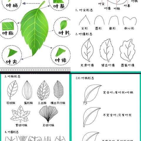 【我和秋天比个“叶”】吉州区保育院附属恒泰分院大二班课程故事