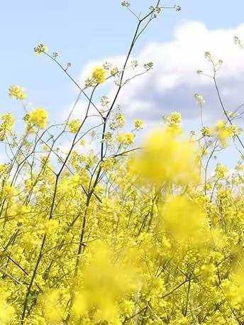 【开心八小】果然有趣  水果沙拉——记临沂第八实验小学四年级烹饪课水果沙拉活动总结