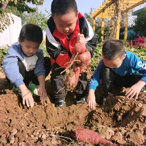 留住“食”光，“薯”你最甜——东五里屯幼儿园红薯大作战活动