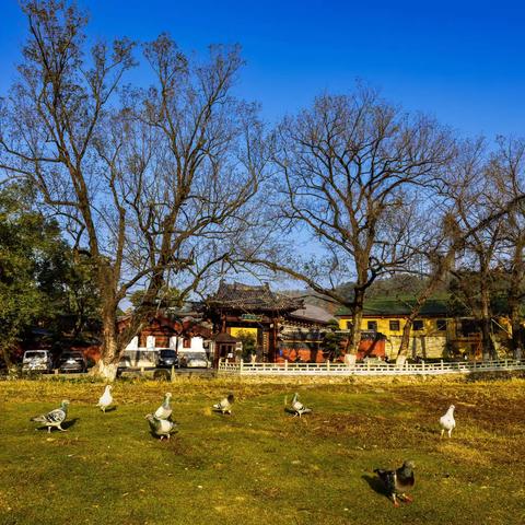 【阳光之者】20231128东林寺、东林大佛