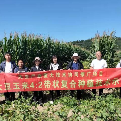 2023年吉林省农业重大技术协同推广项目——大豆玉米带状复合种植技术示范田间管理技术指导工作顺利推进