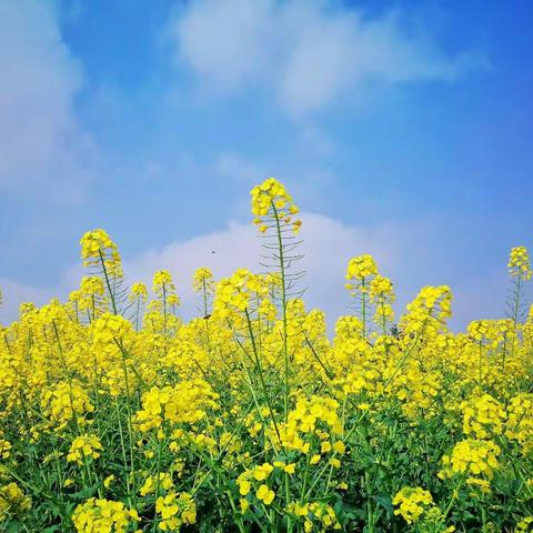 你好你好，油菜花！——中五班四月主题活动