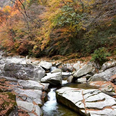 四川巴中米仓山艳丽秋景