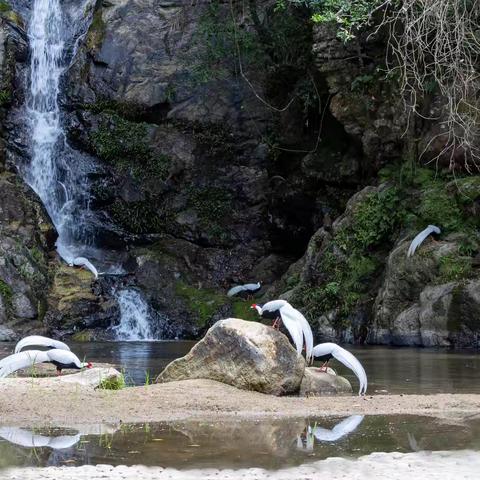 明溪梓口坊：深山里藏着一个白鹇谷