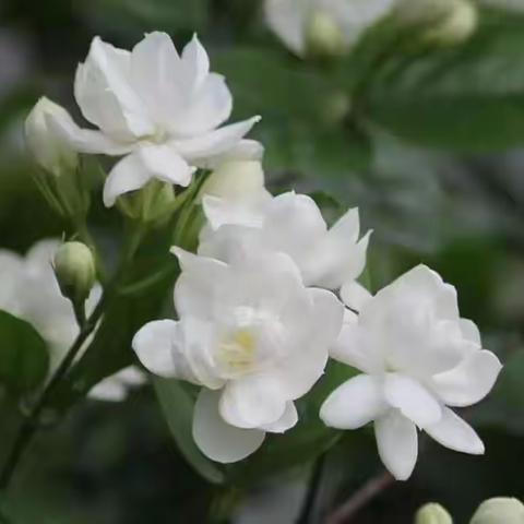 242省道黑林收费站出台《“苏公路·茉莉花”收费管理品牌创建方案》