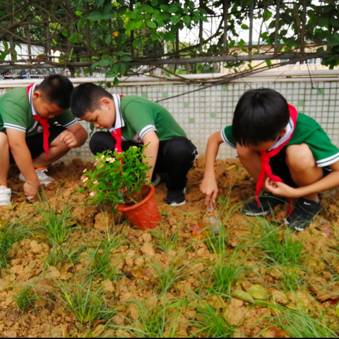 【东凤镇西罟小学国际生态学校动态】“七步法”之第五步：东凤镇西罟小学“我的校园我做主”生态长廊花木种植投票活动