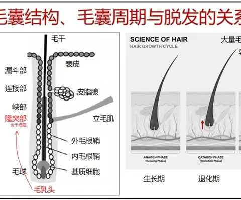 压力大脱发严重是不是要秃顶了！