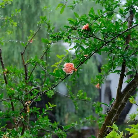 江南的梅雨，梅雨的江南。