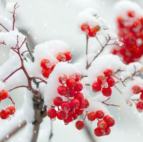 【鼎誉保安】——清扫大雪保安行  志愿义务传暖情