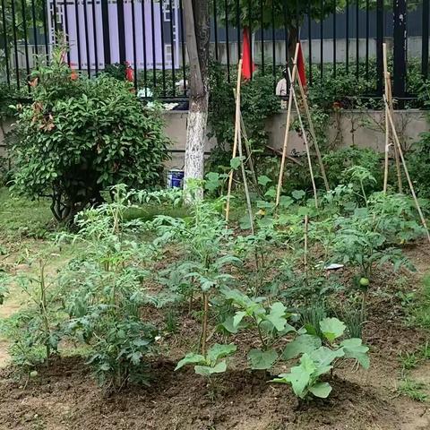 五5班2024-2025学年度第二学期班级总结