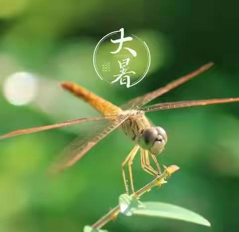 大暑日·夏正浓——邢台市麒麟汇幼儿园二十四节气之大暑