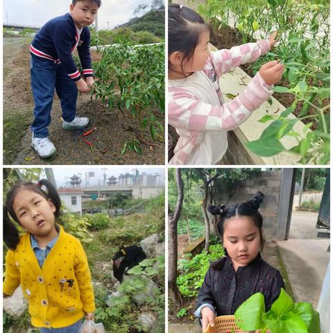 “春种一粒粟，秋收万颗子”——敦谊小学秋收实践活动