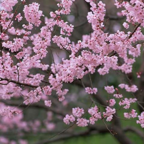 【银杏春芽节】相约春天   共赴未来——二年级11班的春之约