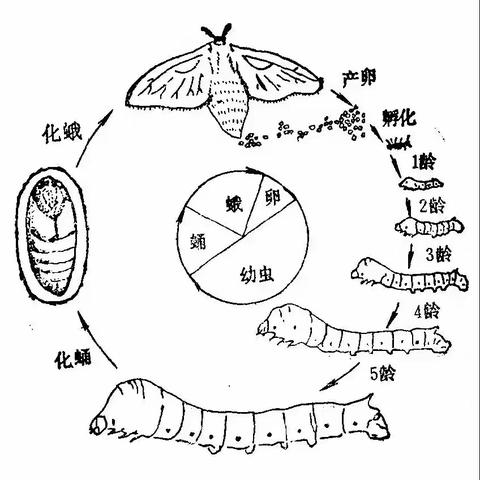 科学小观察—蚕宝宝的成长史