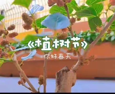 “欢度植树节”🌵🌵白王幼儿园植树节活动