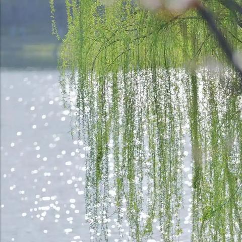 凝聚教学心力 点亮毕业星光 ——白山市第三中学六年部教研活动侧记