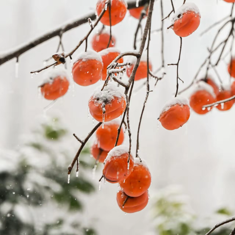 蓝天白云｜忽如一夜万物白，物业扫雪守万家