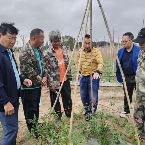 昌江县现代农业发展服务中心派技术员和特聘农技员到乌烈镇协同开展冬季瓜菜产业技术指导服务