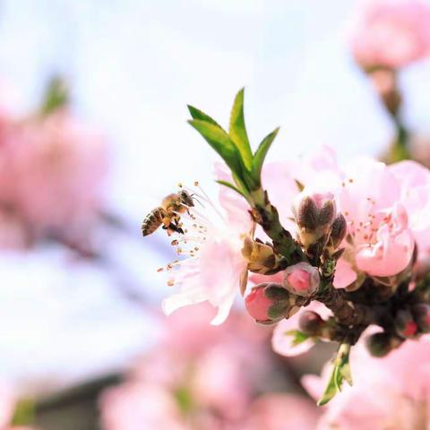 “研”途有光，“语”你共赏---石槽河小学教研活动